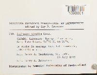 Andreaea nivalis image