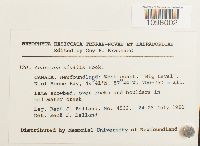 Andreaea nivalis image