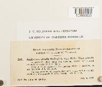 Andreaea nivalis image