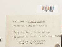 Andreaea nivalis image