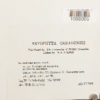 Andreaea nivalis image