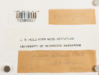 Andreaea nivalis image