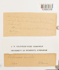 Andreaea nivalis image