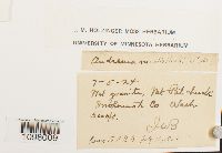 Andreaea nivalis image