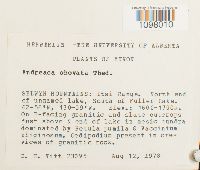 Andreaea obovata image