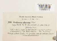 Andreaea obovata image