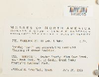 Andreaea rothii image