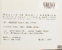 Andreaea rothii image