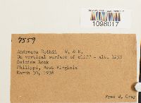 Andreaea rothii image