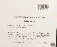 Andreaea rothii image