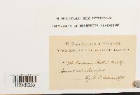 Andreaea rothii image