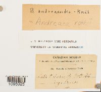 Andreaea rothii image