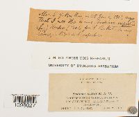 Andreaea rothii image