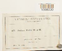 Andreaea rothii image