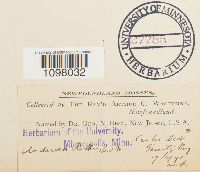 Andreaea rothii image