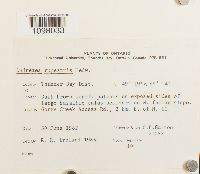 Andreaea rupestris image