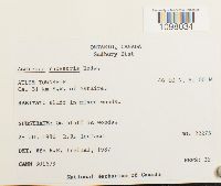 Andreaea rupestris image