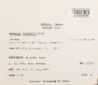 Andreaea rupestris image