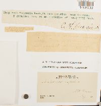 Andreaea rupestris image