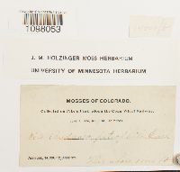 Andreaea rupestris image