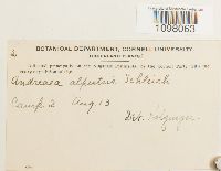 Andreaea rupestris image