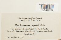 Andreaea rupestris image