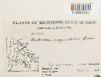 Andreaea rupestris image