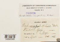 Andreaea rupestris image