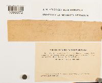 Andreaea rupestris image