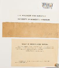 Andreaea rupestris image