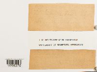 Andreaea rupestris image