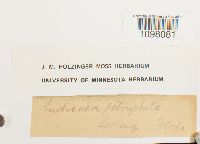 Andreaea rupestris image