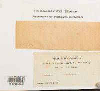 Andreaea rupestris image