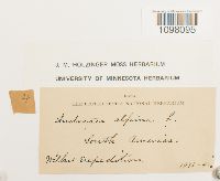 Andreaea alpina image