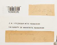 Andreaea alpina image