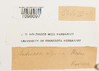 Andreaea alpina image