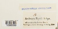 Andreaea blyttii image