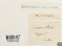 Andreaea blyttii image