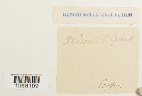 Andreaea alpina image