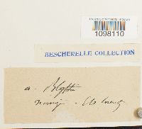 Andreaea blyttii image