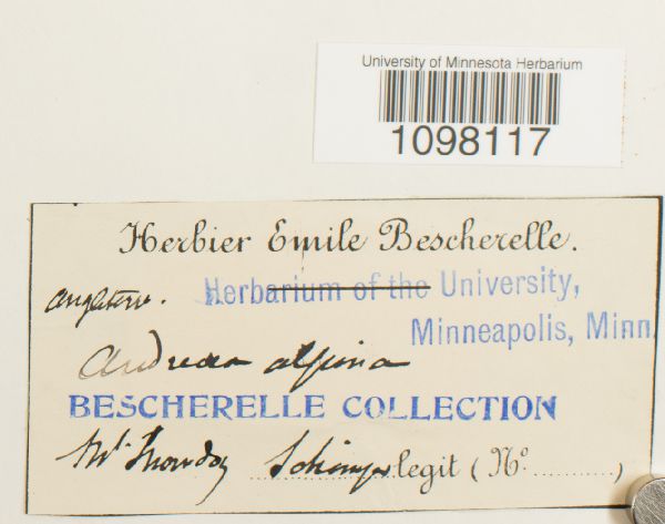 Andreaea alpina image