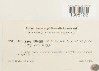Andreaea blyttii image
