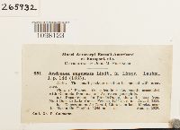 Media resource of Andreaea heinemannii