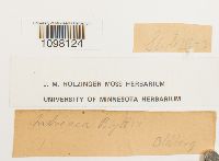 Andreaea blyttii image