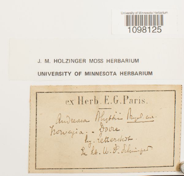 Andreaea blyttii image