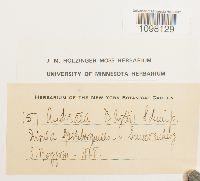 Andreaea blyttii image