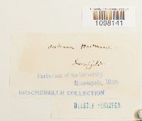 Andreaea obovata image