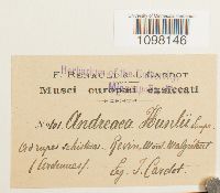 Andreaea obovata image