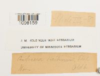 Andreaea obovata image