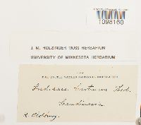 Andreaea obovata image